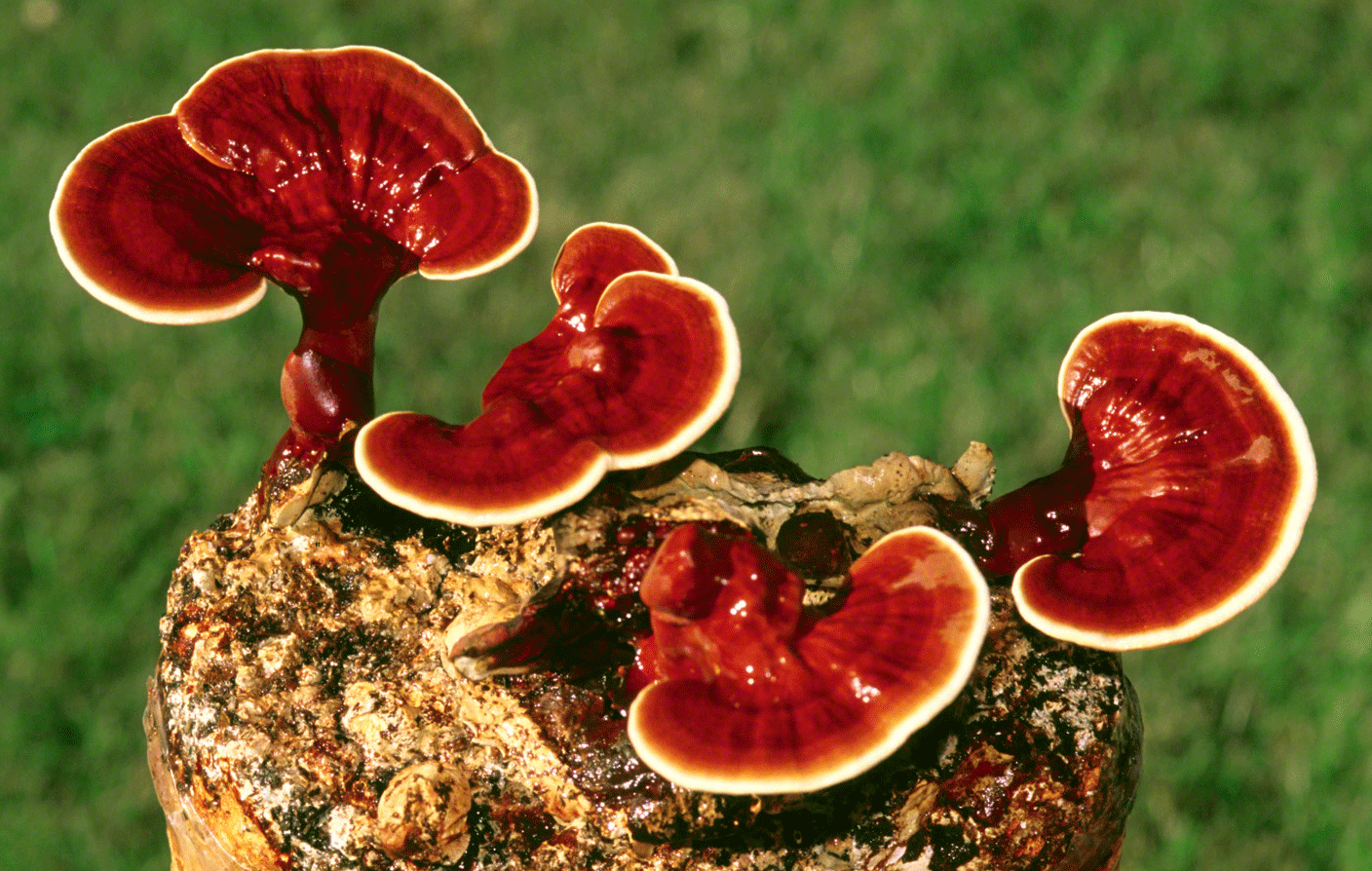 little-reishi-mushrooms-9055392
